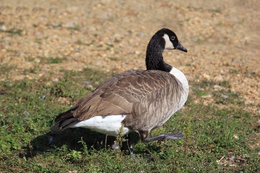 a wild goose standing in a meadow near a lake