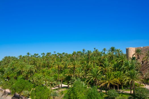 Elche Elx Alicante el Palmeral Park with many palm trees in Valencian Community of Spain