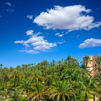 Elche Elx Alicante el Palmeral Park with many palm trees in Valencian Community of Spain