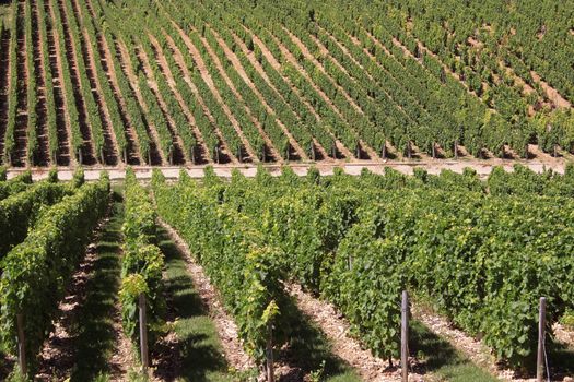 landscape with rows of twenty in a vineyard view