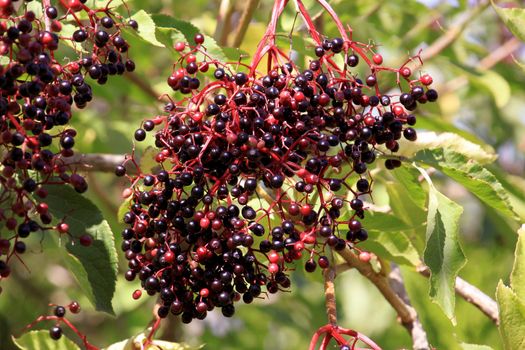 of elderberries in summer on its branches filled with leaves