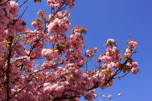 a tree in spring with flowering pink flowers and the appearance of the pistil on a background of blue sky