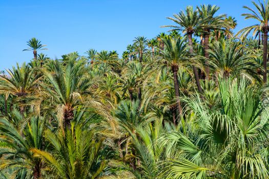 Elche Elx Alicante el Palmeral Park with many palm trees in Valencian Community of Spain