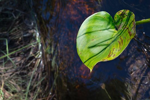 Calla leaf on dark natural  background. Autumn vintage background with fall retro plants.