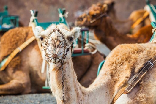 Camel in Lanzarote in timanfaya fire mountains at Canary Islands