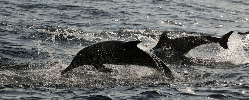 The jumping dolphins comes up from water. The Long-beaked common dolphin (scientific name: Delphinus capensis) swim in atlantic ocean.