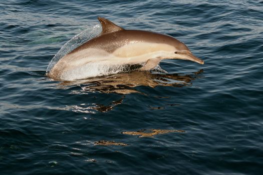 The jumping dolphins comes up from water. The Long-beaked common dolphin (scientific name: Delphinus capensis) swim in atlantic ocean. The dolphin comes up from water. The Long-beaked common dolphin (scientific name: Delphinus capensis) swim in atlantic ocean.