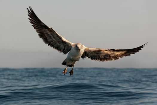 Flying Young Cape Gull, False Bay, South Africa, Africa