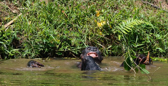 The chimpanzee Bonobo  bathes with pleasure and smiles