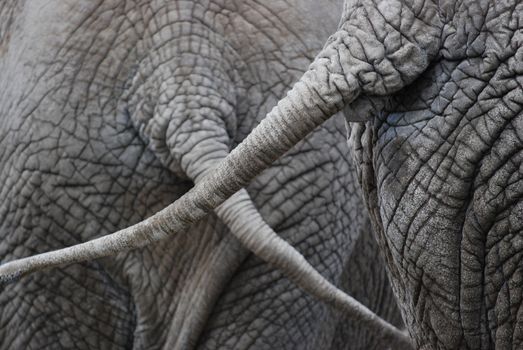 closeup of two elephants swinging their tails