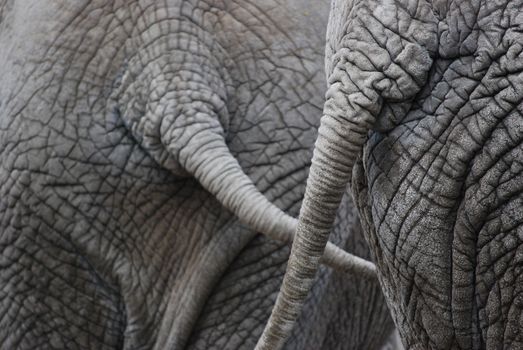 closeup of two elephants swinging their tails