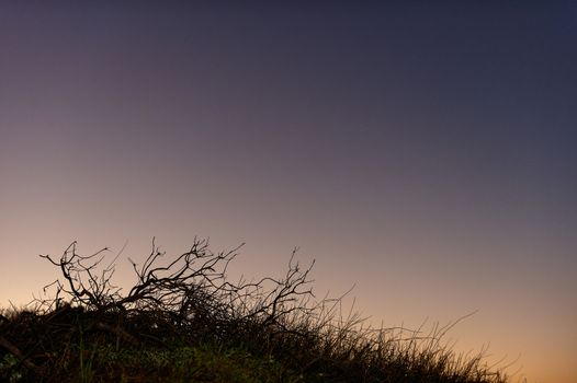 Silhouette of tree on the dark sky at twilight. 