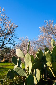 Mediterranean spring landscape in Javea Denia with flower almonds and cactus