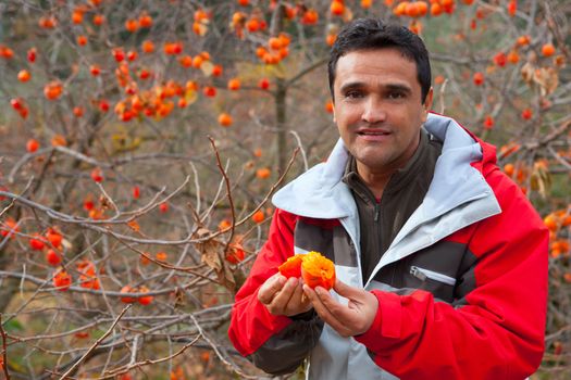Latin farmer in autumn happy with persimmon fruits Spain
