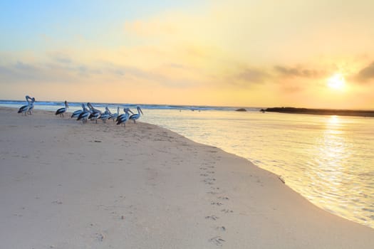 The pelicans and I watch the sunrise at The Entrance North on the Central Coast, Australia