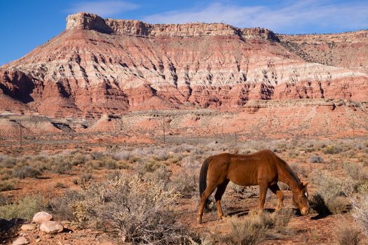 A beautiful horse scours the ground for nutrition in an amazing landscape