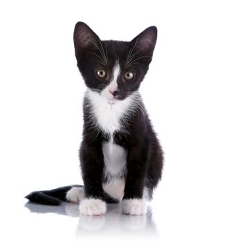 Black and white kitten. Curious kitten. Kitten on a white background. Small predator.
