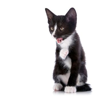 Black and white kitten. Curious kitten. Kitten on a white background. Small predator.