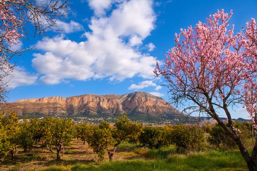 Mongo in Denia Javea in spring with almond tree flowers Alicante Spain