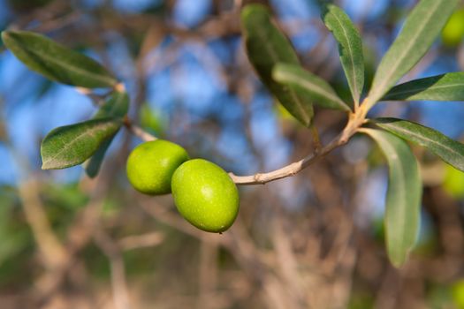 Olive tree with two olives in a branch with leaves in andalusia spain