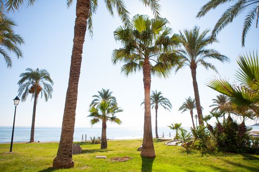 Oropesa de Mar in Castellon palm tree garden in mediterranean sea