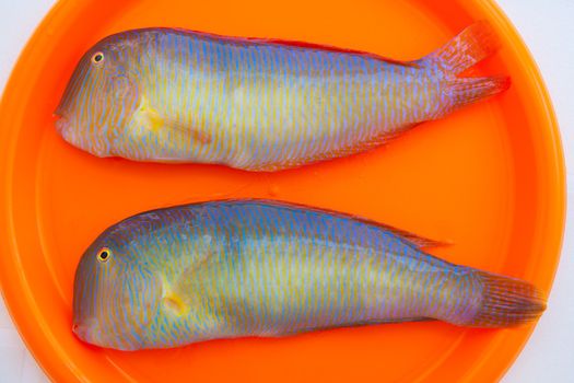 Fish Xyrichthys novacula also called Raor pearly razorfish or cleaver wrasse