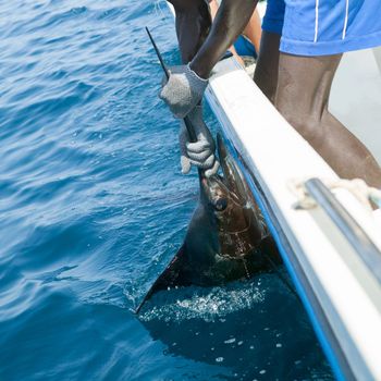 Sailfish catch billfish sportfishing holding bill with hands and gloves