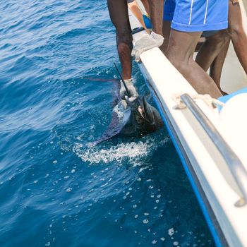 Sailfish catch billfish sportfishing holding bill with hands and gloves