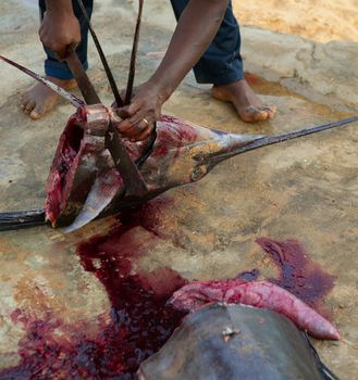 African man cutting the sailfish marlin to clean fish entrails for eating