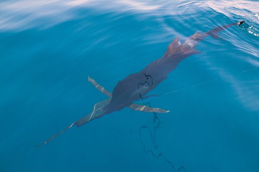 Sailfish sportfishing close to the boat with fishing line under surface