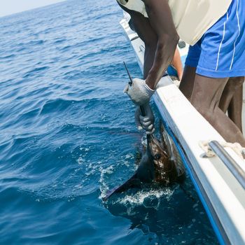 Sailfish catch billfish sportfishing holding bill with hands and gloves