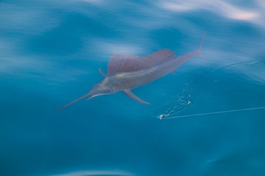 Sailfish sportfishing close to the boat with fishing line under surface