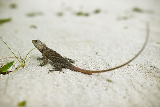 Wild lizard on sand close-up