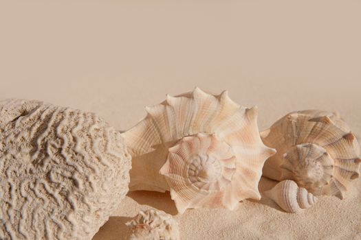 brain coral and seashells on white sand beach in sunny vacation day