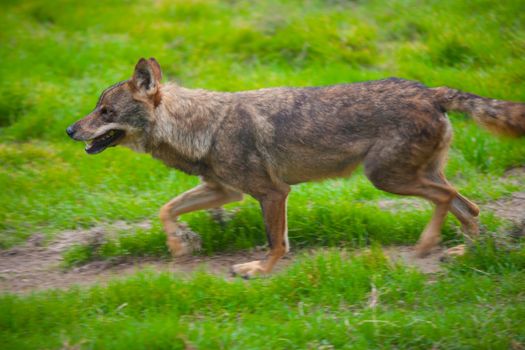 Wolf from spain running motion blur on green grass