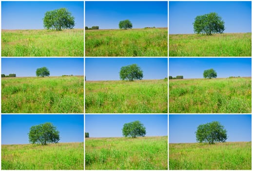 Beautiful photos of single tree in green field