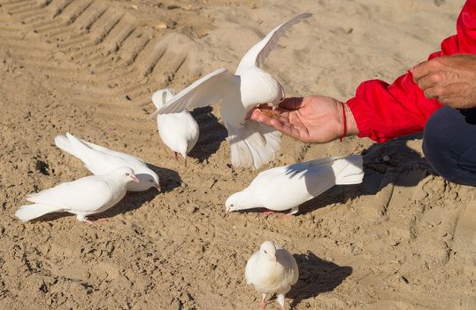 Streched out hand with breadcrumbs feeding pigeons