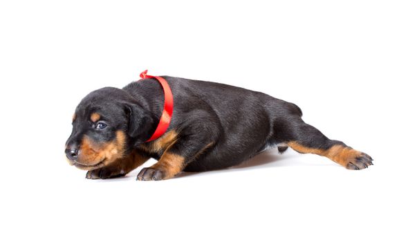 Doberman puppy in red ribbon, isolated on white