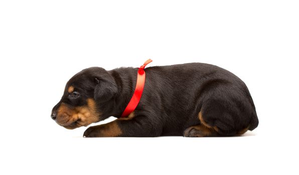 Doberman puppy in red ribbon, isolated on white