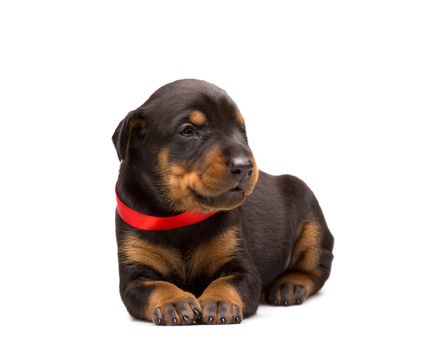 Doberman puppy in red ribbon, isolated on white