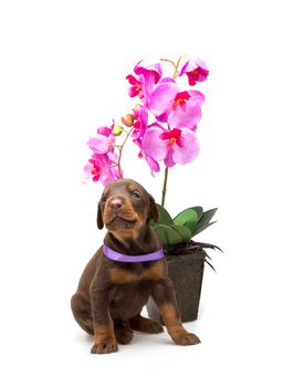 Doberman puppy with violet flower, isolated