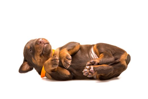 Funny puppy sleeping upside down isolated on white background