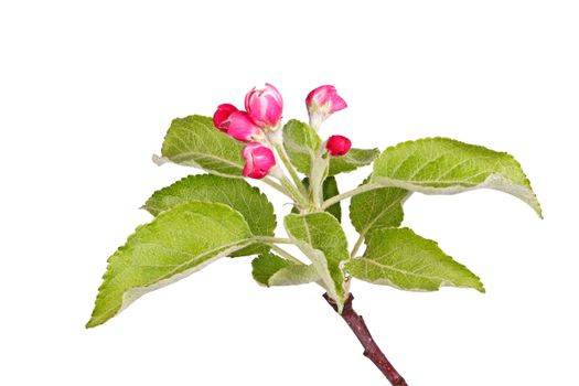Buds and new spring leaves of an apple tree (Malus domestica) isolated against a white background