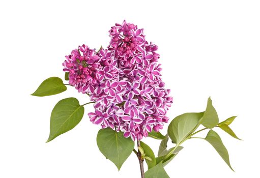 Purple and white flowers of lilac cultivar Sensation (Syringa vulgaris) with green spring leaves isolated against a white background