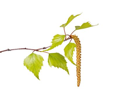 Several spring leaves of a birch tree (Betula species) and a flower catkin isolated against a white background