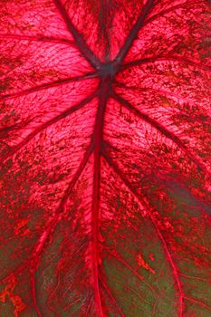 Red and green leaf of a caladium cultivar (Caladium bicolor) fills the frame vertical
