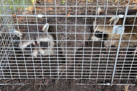 Two small American raccoons (Procyon lotor) caught in a live trap in a homeowners back yard