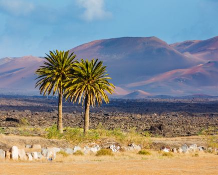 Palm trees and mountain in Lanzarote Punta Papagayo at Canary Islands