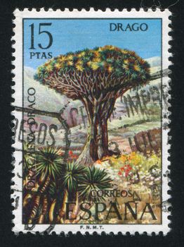 SPAIN - CIRCA 1973: stamp printed by Spain, shows Dracaena Draco, circa 1973