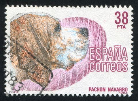 SPAIN - CIRCA 1983: stamp printed by Spain, shows Navarro Pointer, circa 1983
